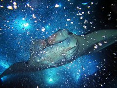 �̵��롰ħ���㡱ͬ�ε�����Ǳ��-�����֪����ͬ�ι���