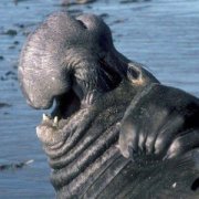 �����󺣱���������