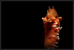 ˮ����Ӱ΢������56��