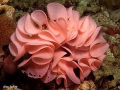 ˮ����Ӱ΢������37��