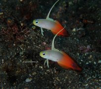 ˮ����Ӱ΢������39��