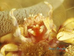 ˮ����Ӱ΢������42��