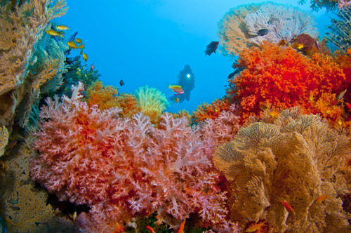 孟庆然:痴迷于潜水和水下摄影