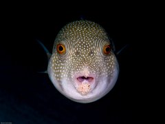 ˮ����Ӱ΢������2��