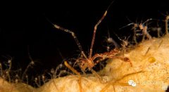 ˮ����Ӱ΢������1��