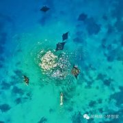 ӡ������� | һ����һ�ε�Mantaʢ��