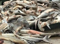 ���Ǽ�����Σ���ִ�ͷ�裺����Ǯһ��