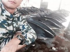 ����Ƶ��ǱˮԱʵ�ĵ����㽻�ף���������û��WIFI�������Ƶֵ��