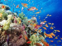 ���ȸ��״η����󱤽�3D�־�ͼ���󱤽�����Ǳˮ����ʵ���ˣ�