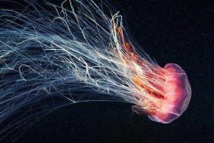 ���ں��׵���ɫ����ˮĸ��Ψ��ˮ����Ӱ��Ʒ