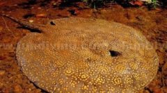 β������Ĵ���������������û����